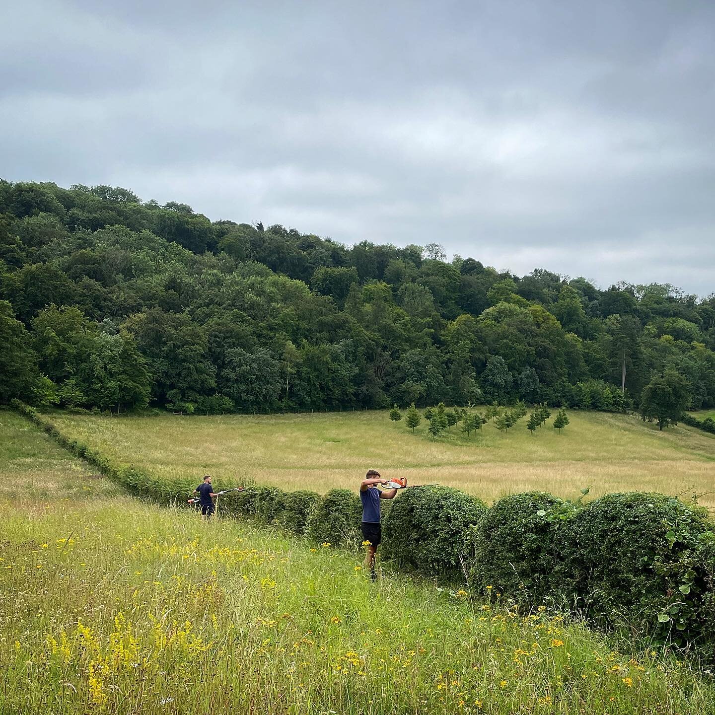 The office had a incredible view today. 
Cloud forming of a native hedge with the smell of endless variety&rsquo;s of flowers wafting in the air from the established meadow. The working environment today was on point! 
💚 

#hedges 
#nature 
#view