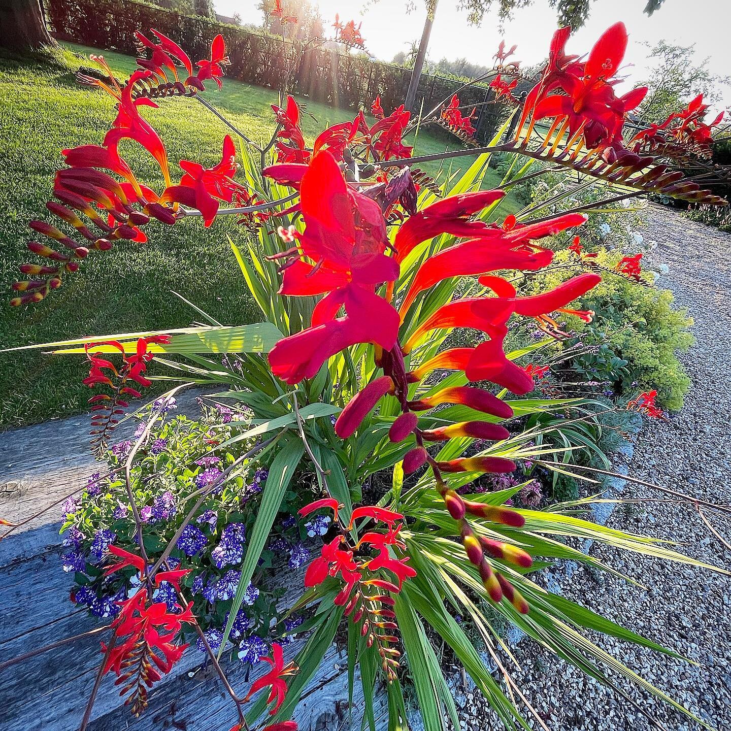 Blimey, turn my back for one second and there you are, all out in full force. 
Crocosmia Lucifer working the evening light towering above some #petunia night sky. Nice combo and makes a change from other blue options like Salvias and Lavenders. 

Lit