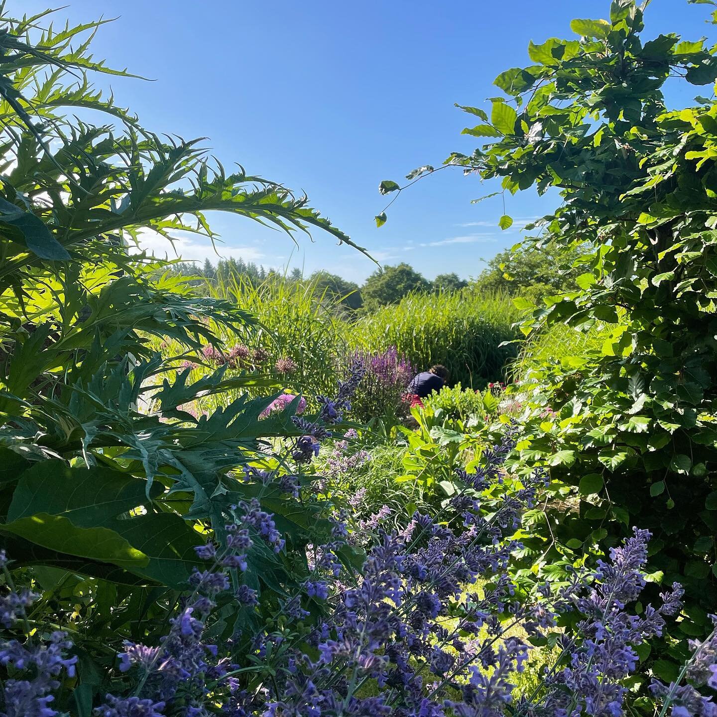 Stunning day at work. 

#gardens #gardening #plants #nature 
@kierondaniels