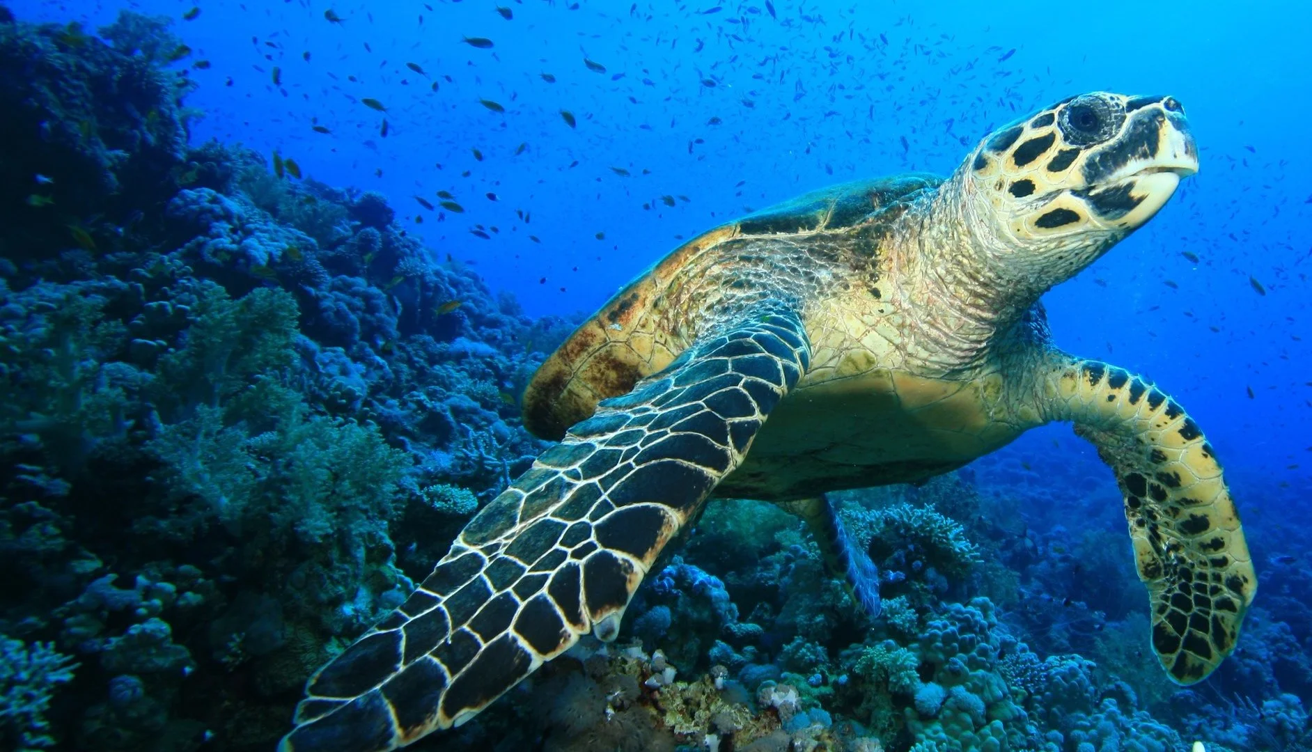 Sustainable Valuation Commentary