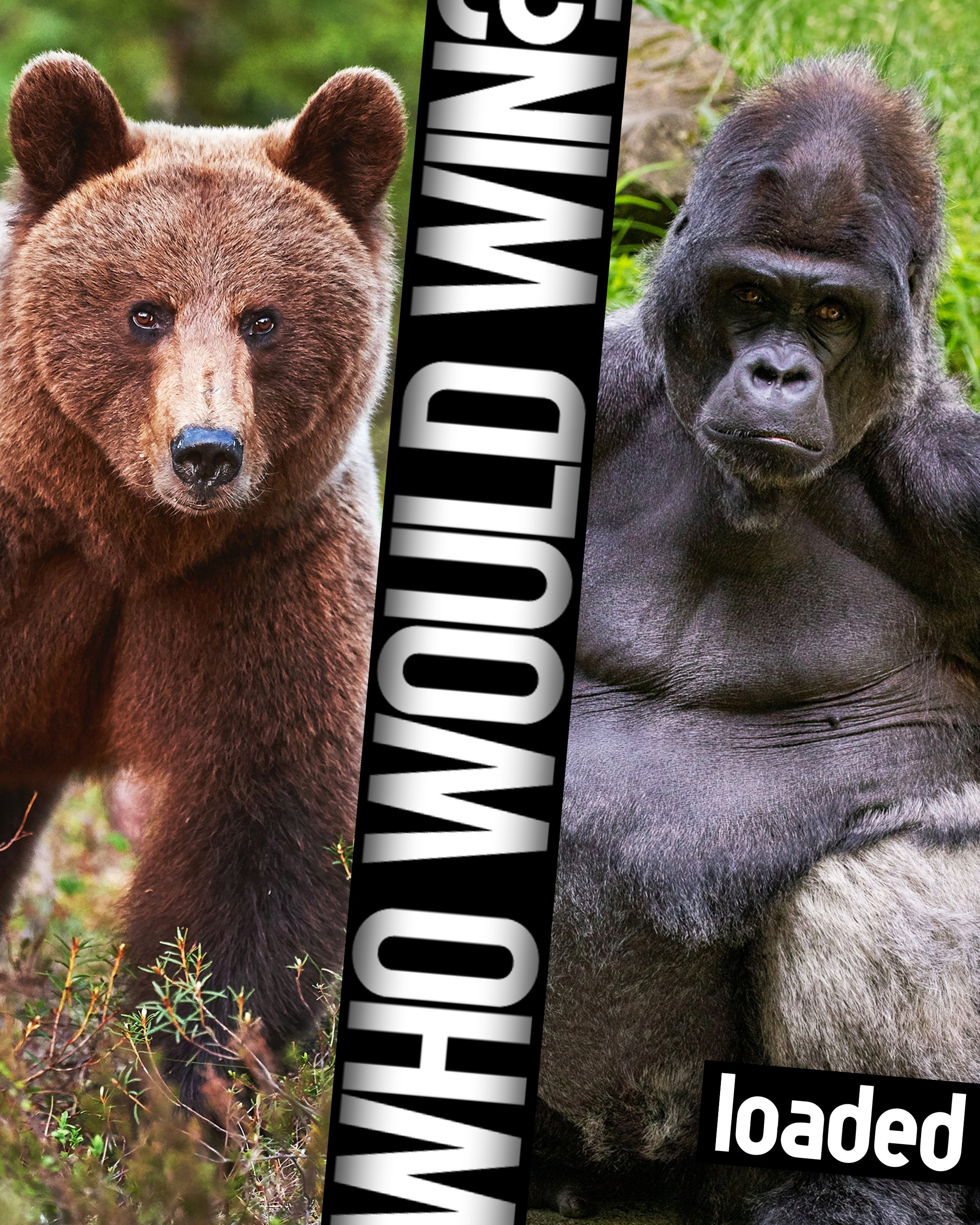 Loaded_WhoWouldWin_4x5.jpg