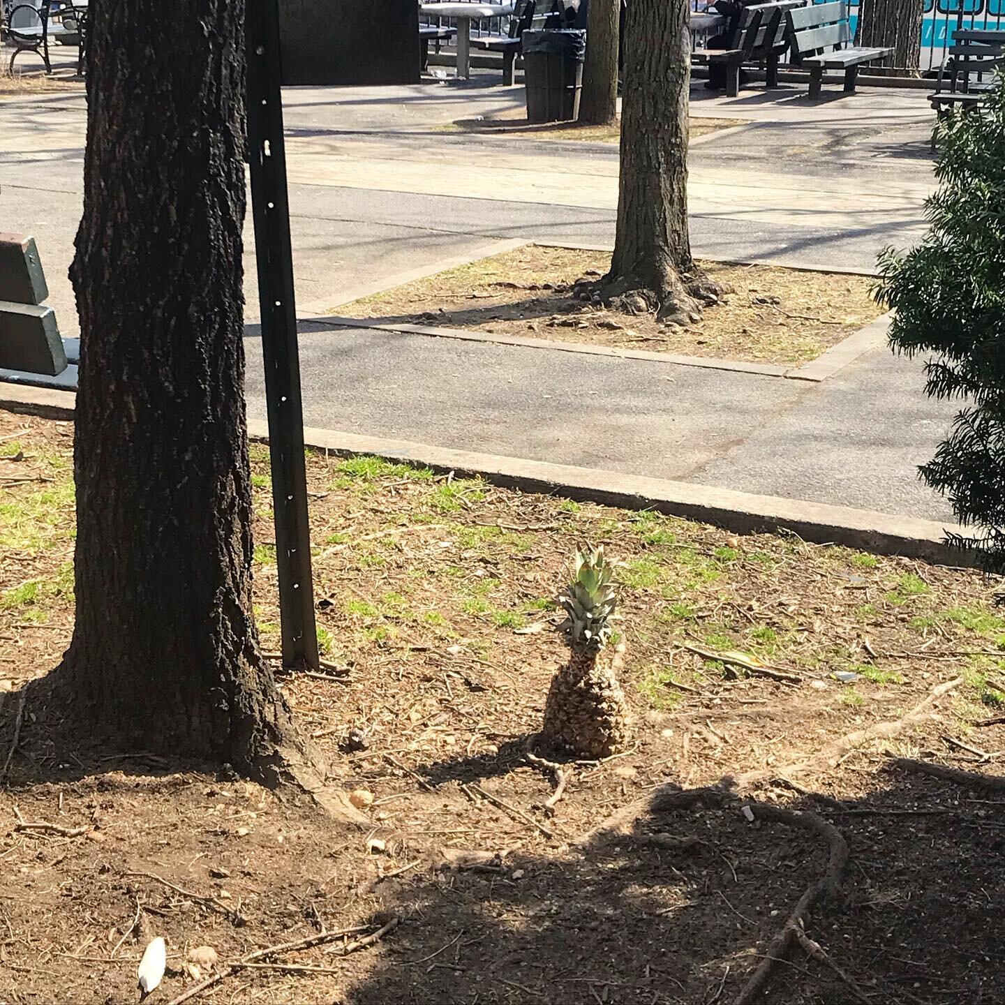 Spotted at Noonan Playground/Rainbow Park. 🍍(@spongebob is that you? 👀)