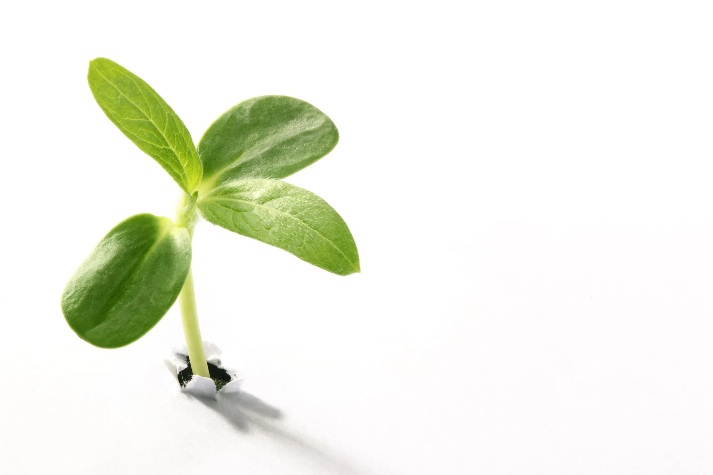 Five Cost-Effective Ways to Grow Your Business in 2021