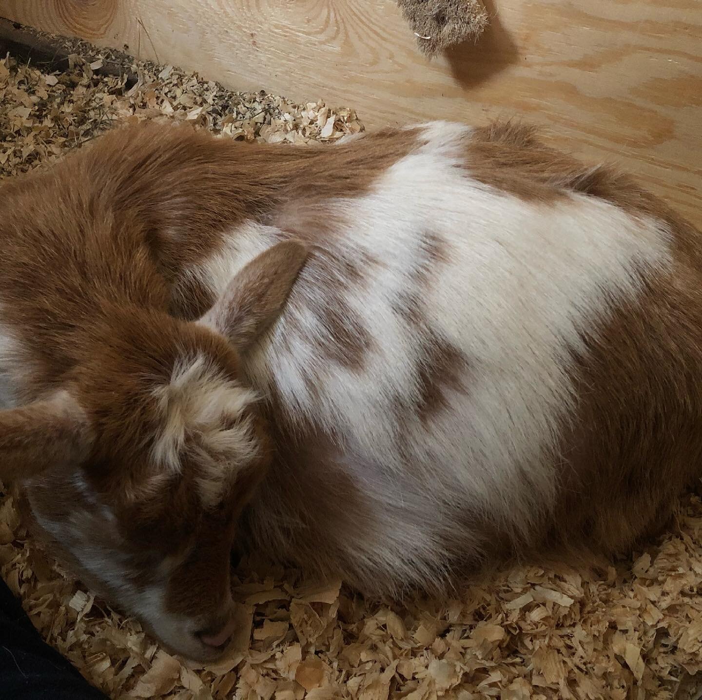 Teacup decided to hit snooze on the baby making for today! After spending nearly all day in the barn with her, she&rsquo;s still sticking in her early labor stage. Now I think we&rsquo;re all hoping she has a nice restful night so we can come togethe