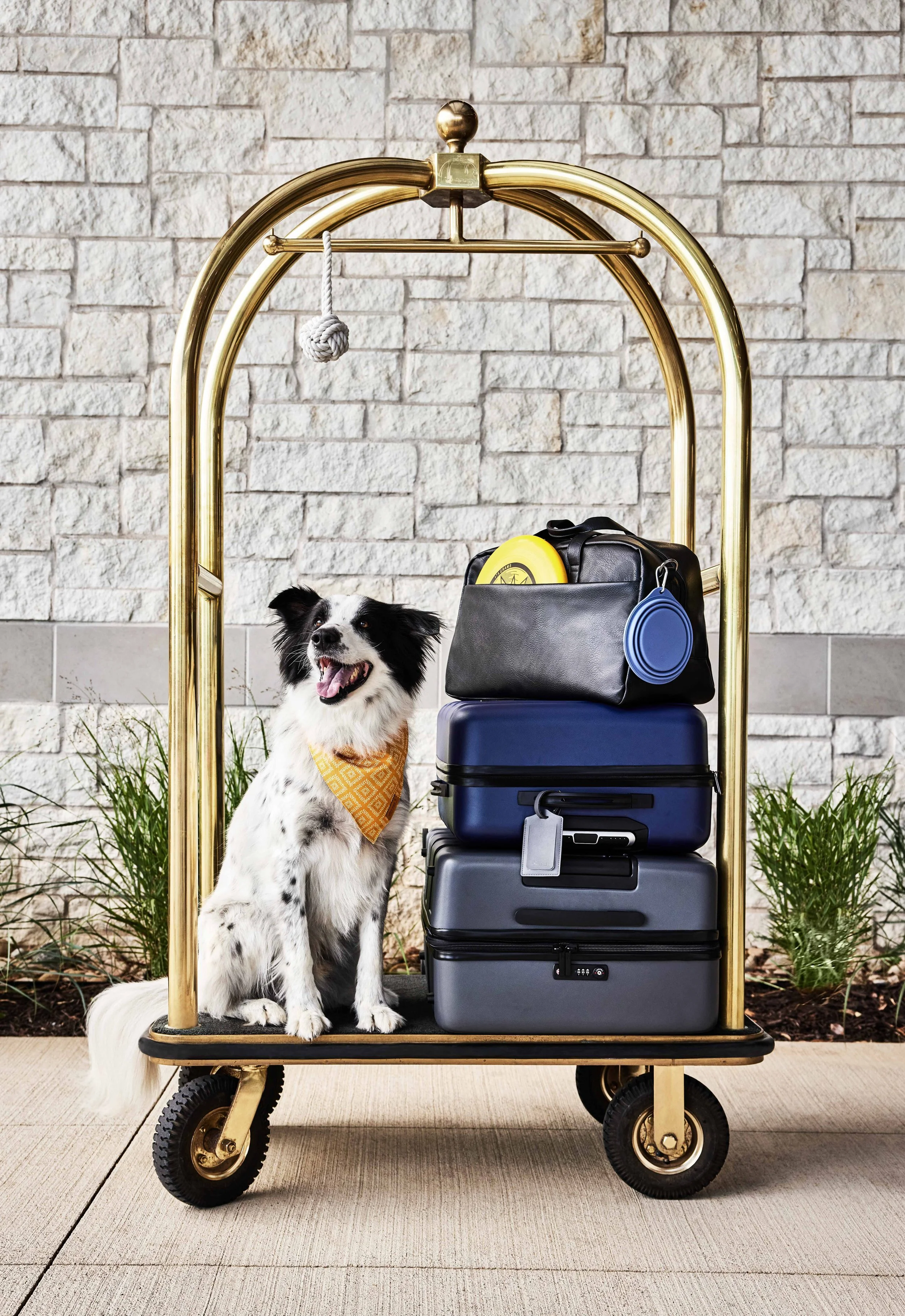 A black and white dog with a yellow bandana sits on a luggage cart filled with suitcases and travel accessories in front of a brick wall. The cart is outdoors with plants in the background.