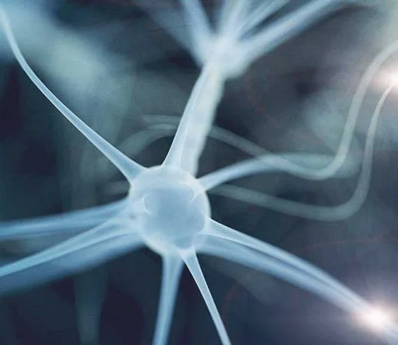 Close-up image of a human neuron with dendrites extending outward.
