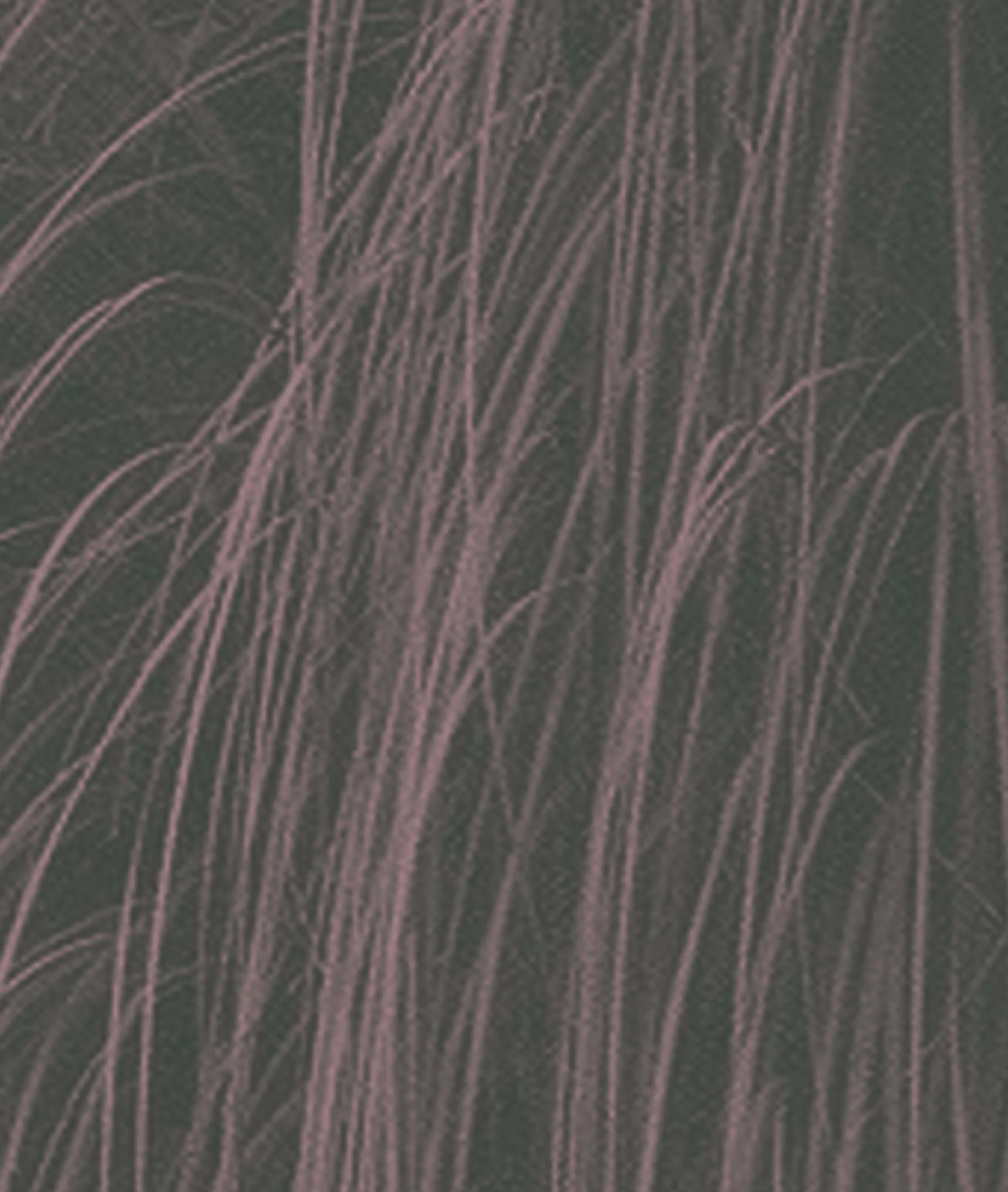 Tallgrass_Booklet_FINAL!!!!!!!_Page_12.jpg