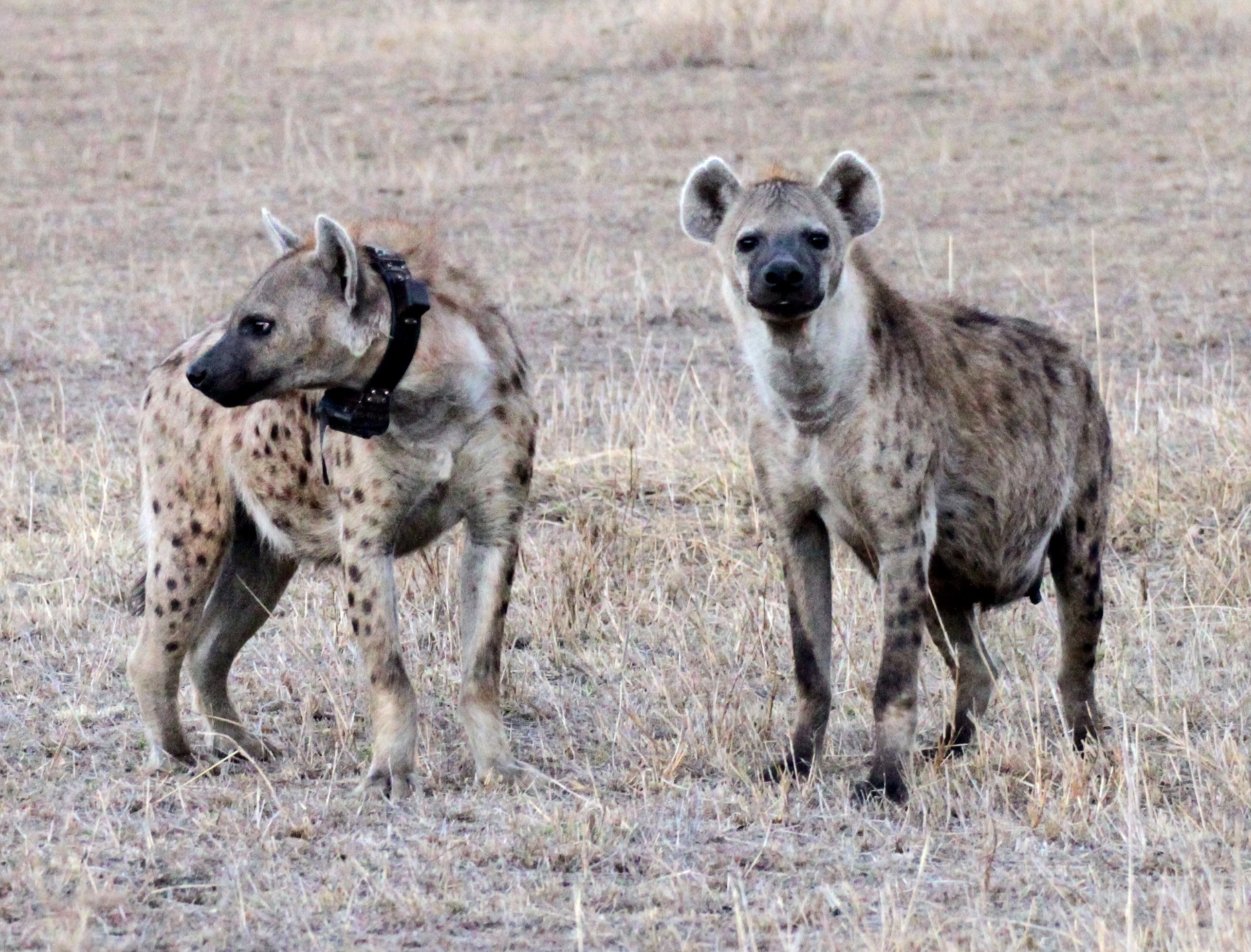 Screen Shot 2021-01-30 at 6.37.50 PM.png