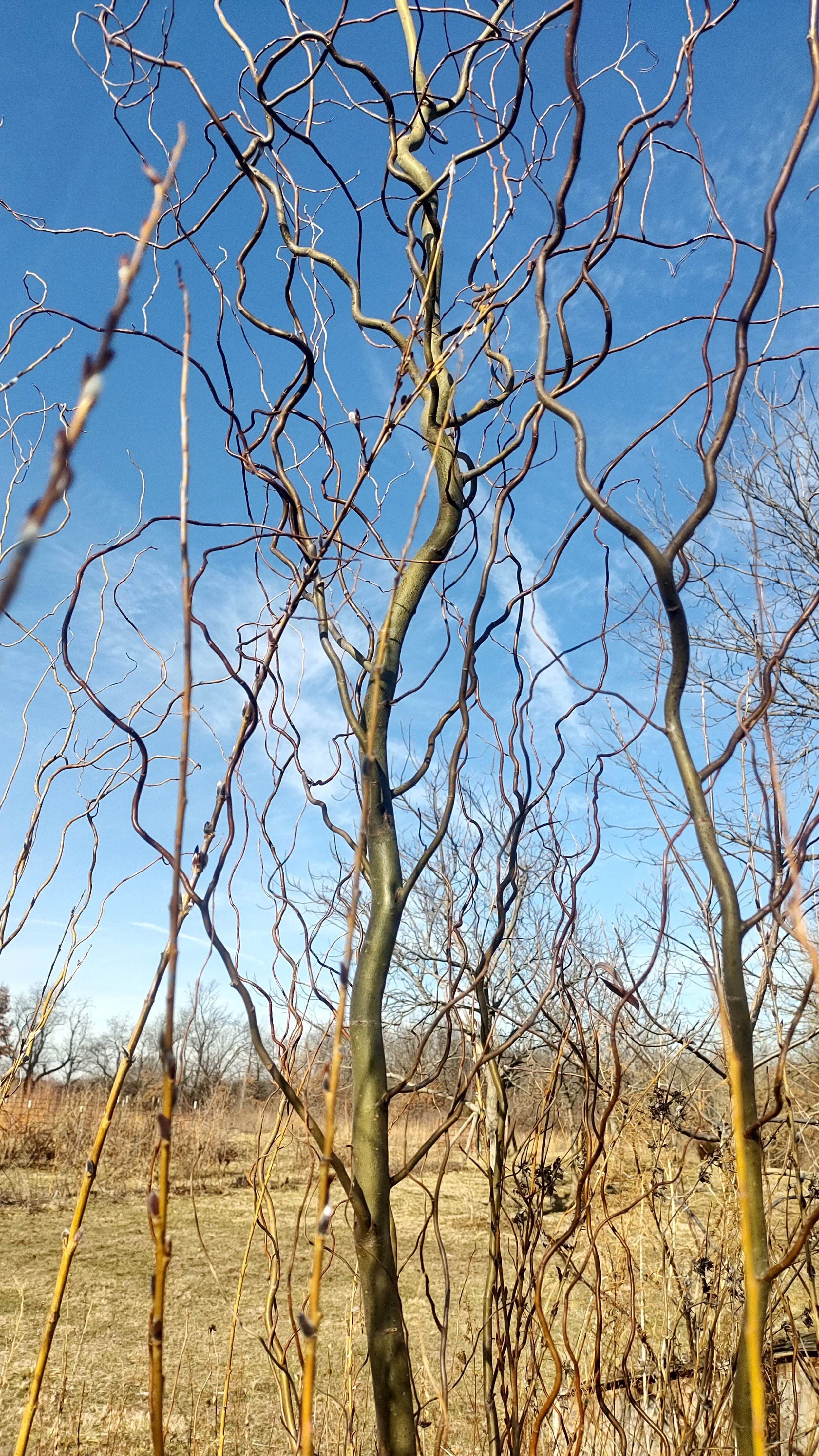 Golden Corkscrew.jpg