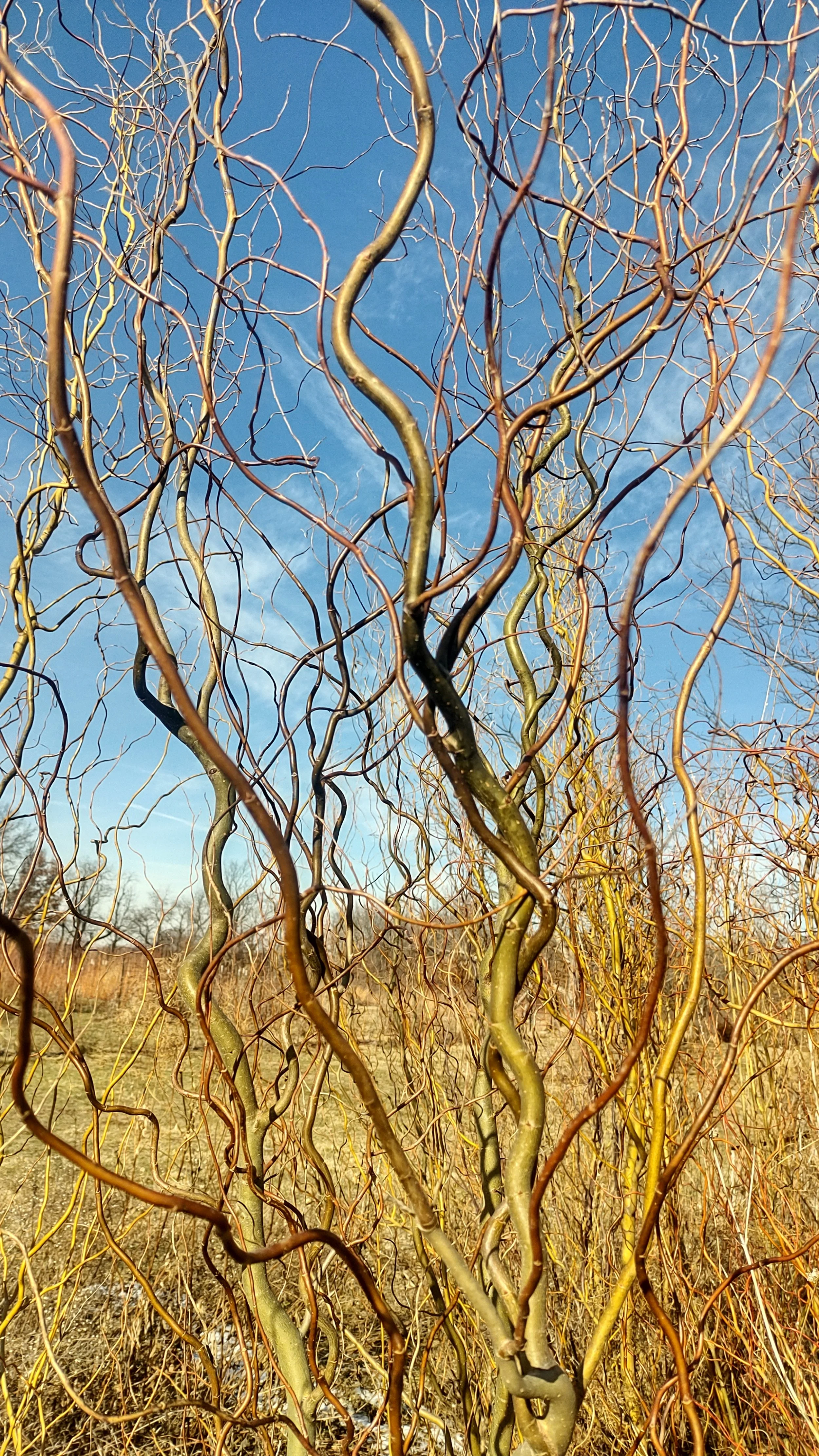 Golden Corkscrew Willow.jpg