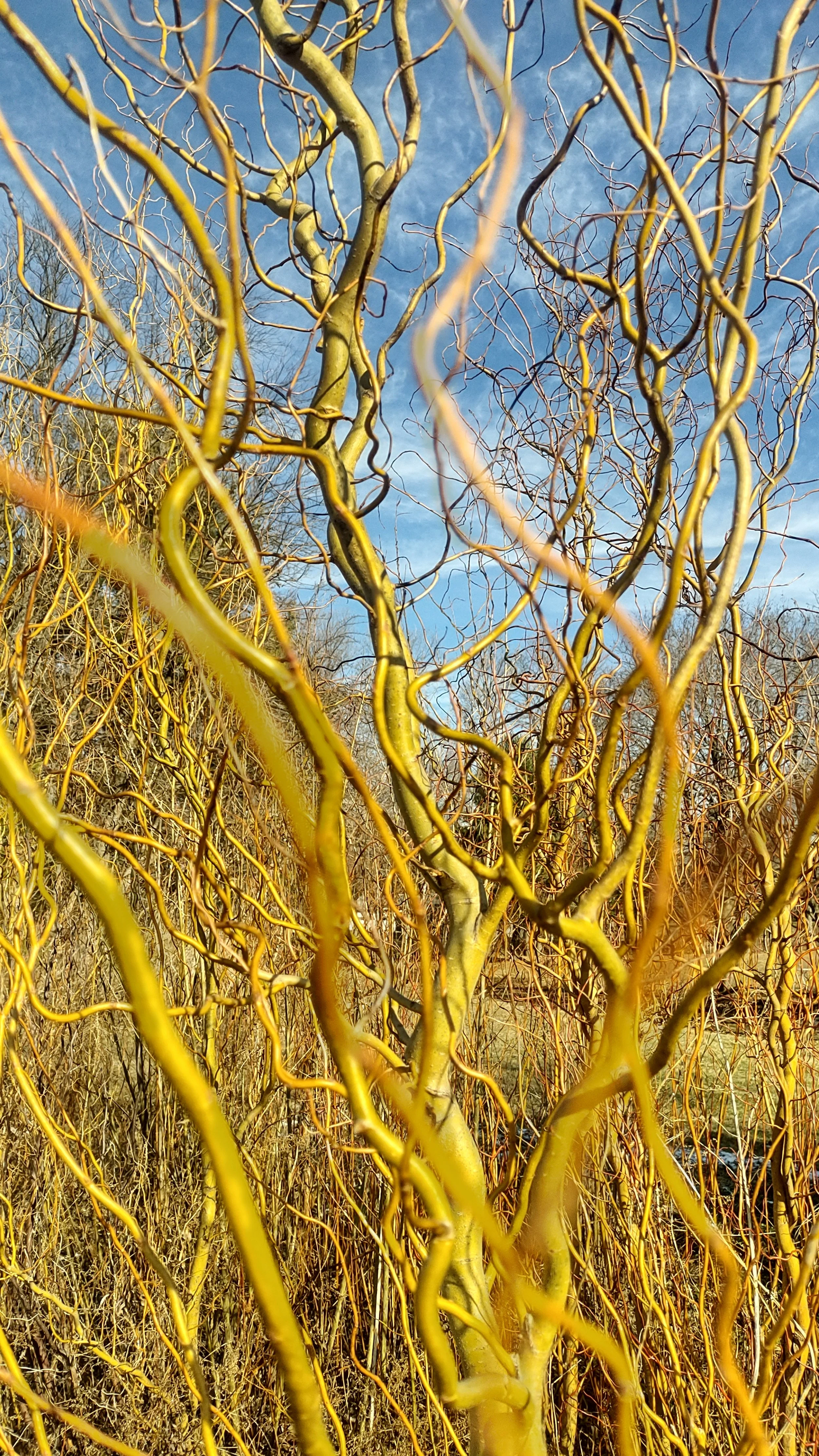 Caradoc-Curly Willow (pendulina f. Erythroflexuosa)