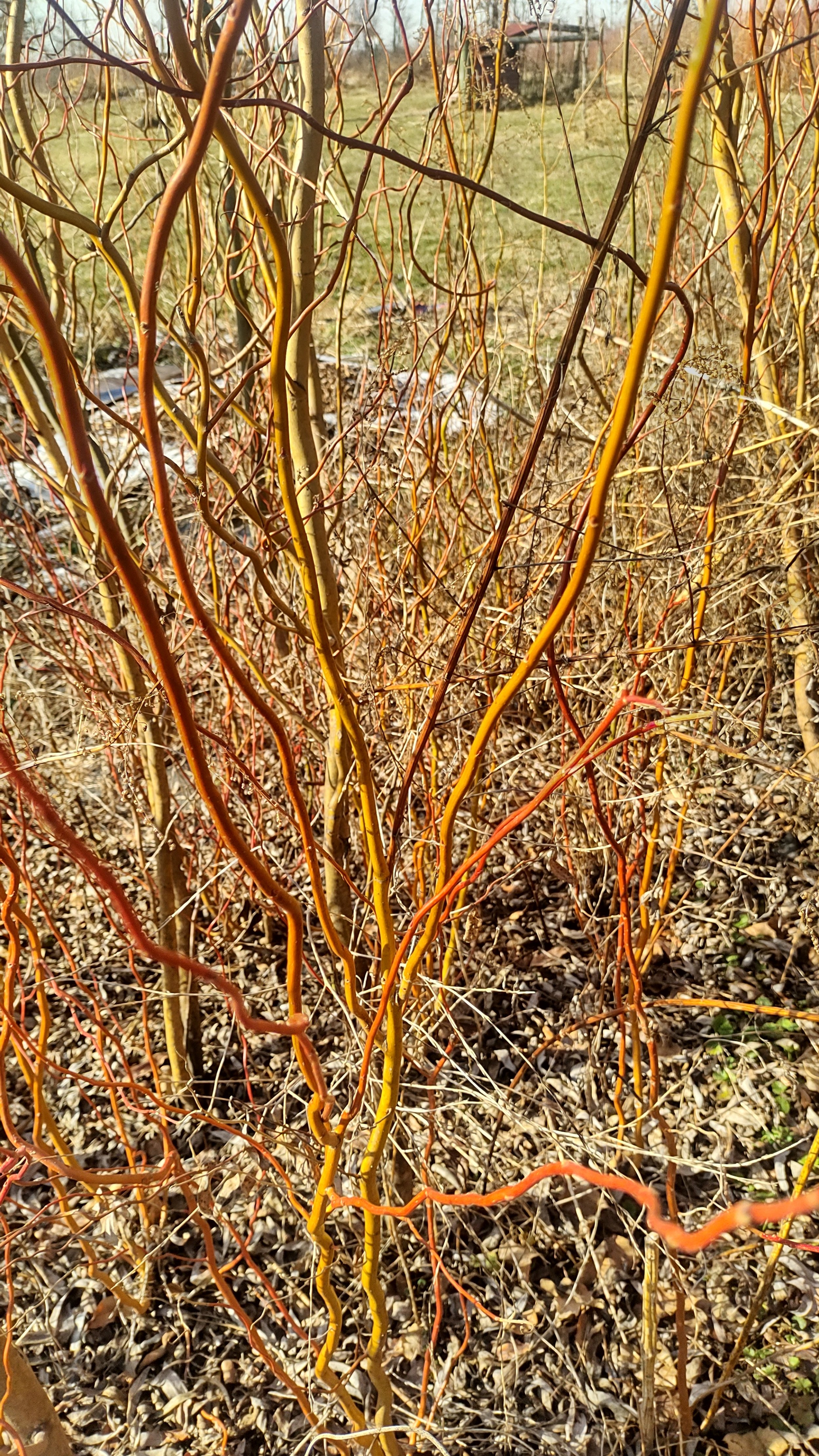 Sunny Twist (Curly Willow)