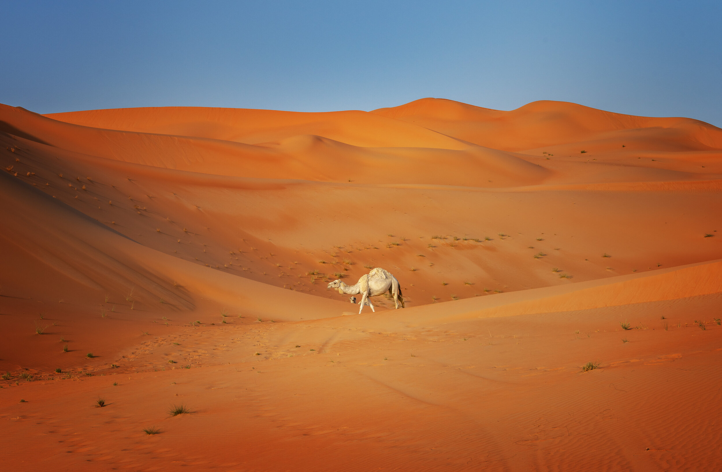 Fine art photo prints of Liwa Desert, empty quarter of Abu Dhabi