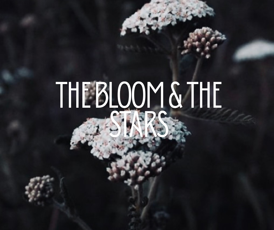 The bloom & the stars.zip - 1.PNG