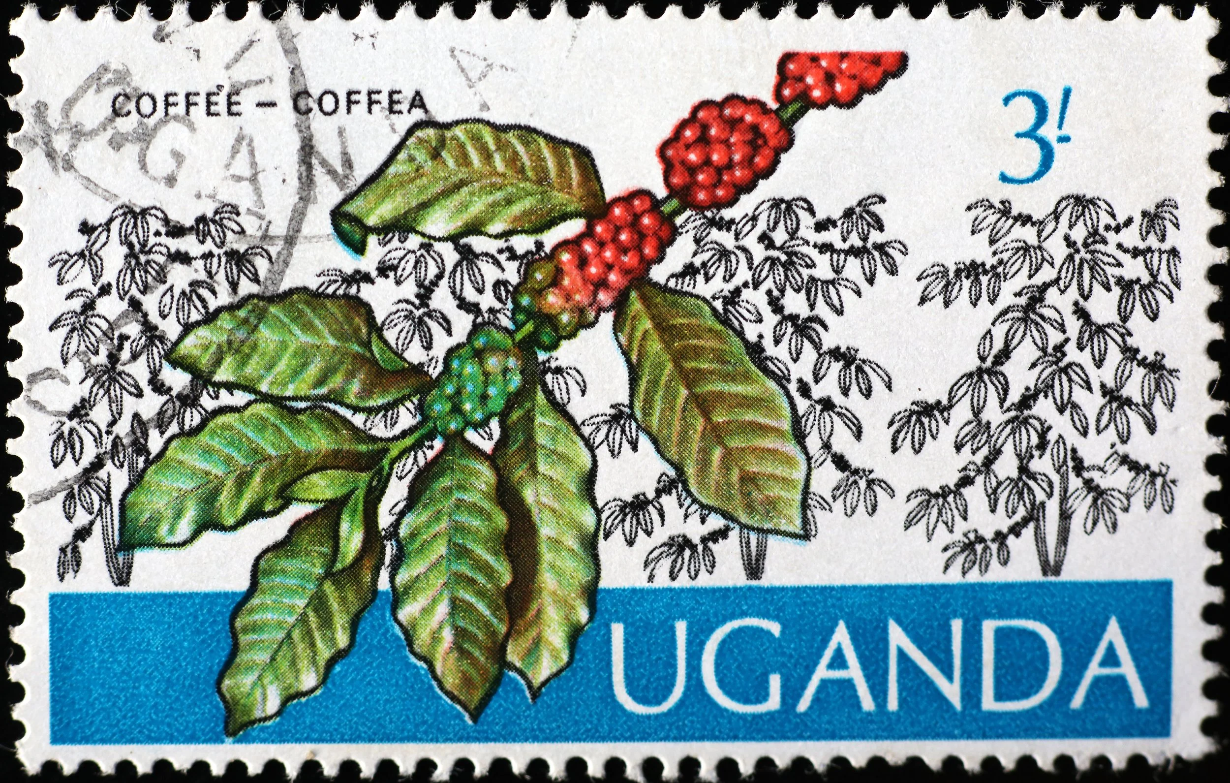 1lb UGANDA Bugisu - Medium Roast