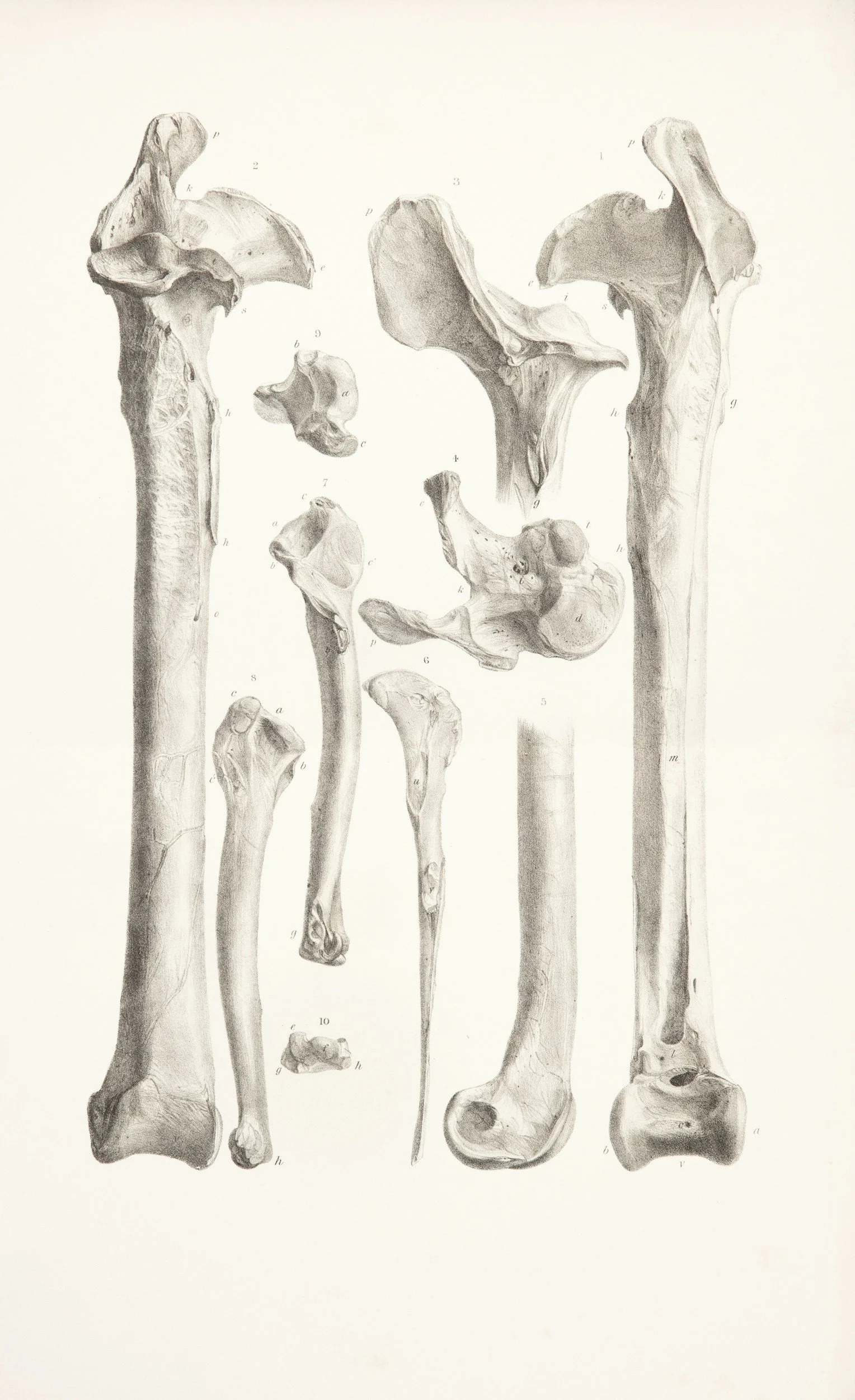 Detailed illustration of human femur bones, showcasing different angles and sections.