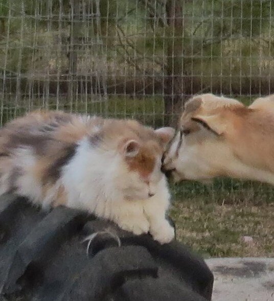 Kisses for the cat