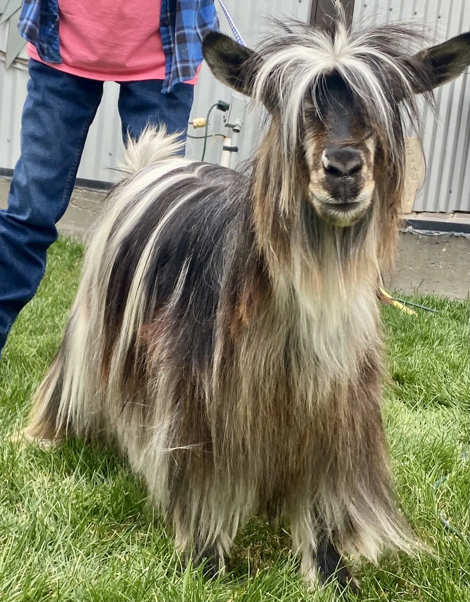 buttons and bows (2).JPEG