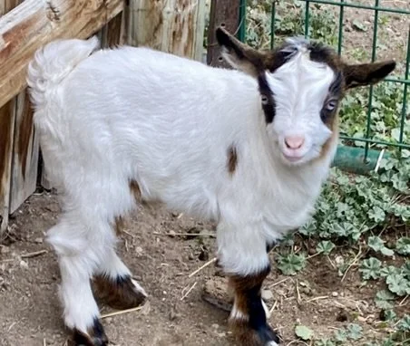 lil Britches (3).JPEG