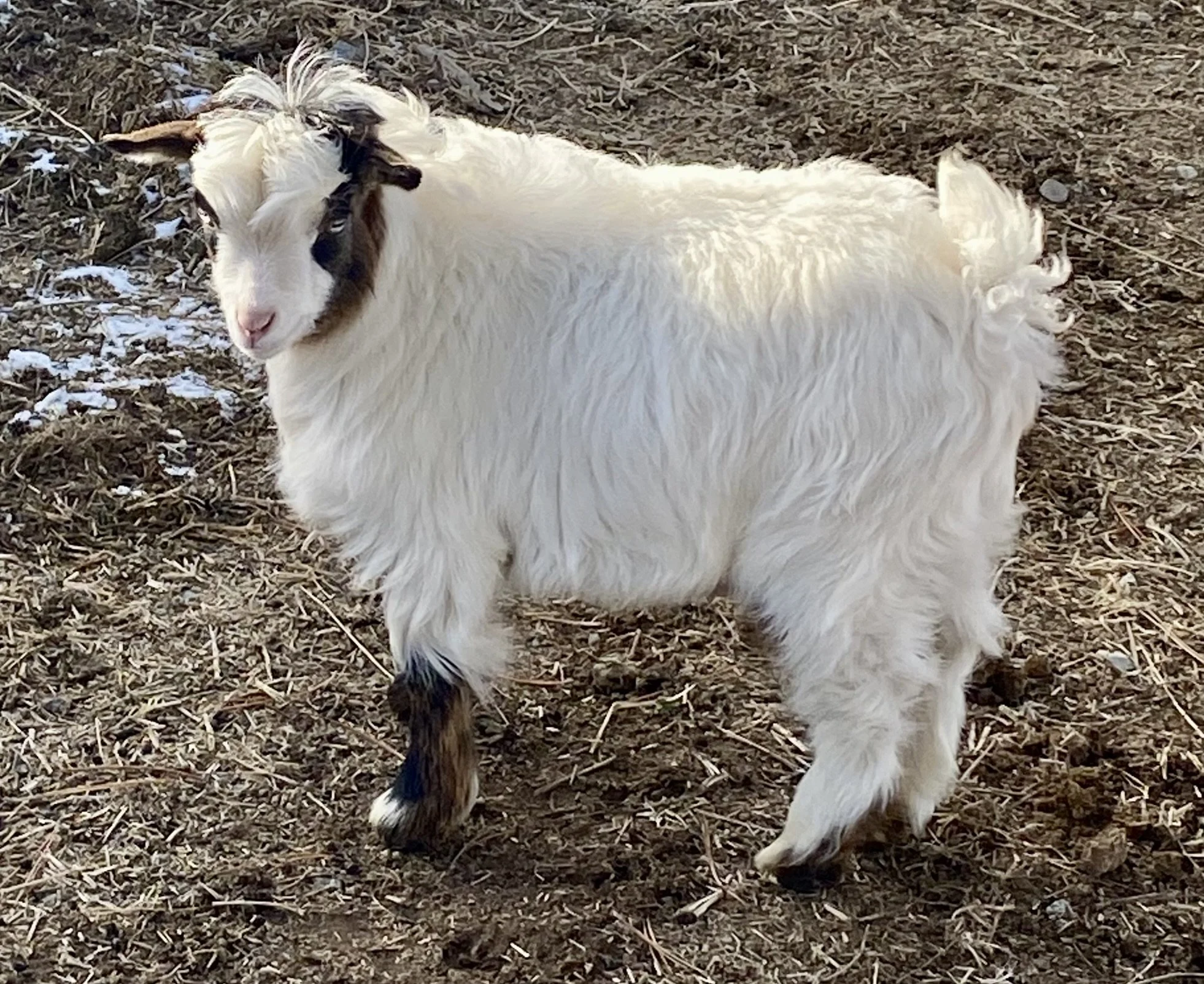 little britches.JPEG