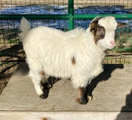 lil britches (2).JPEG