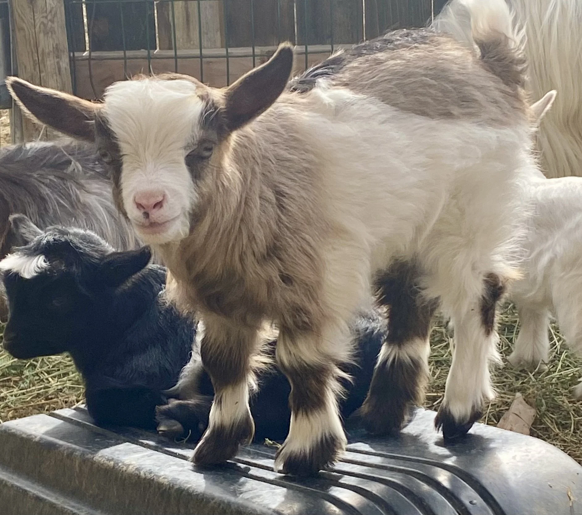 Lonesome Dove (3).JPEG