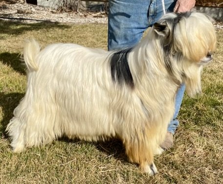 cactus pete (4).JPEG