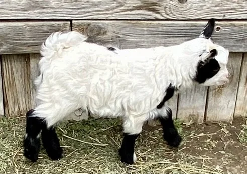 muff n tuff (4).JPEG