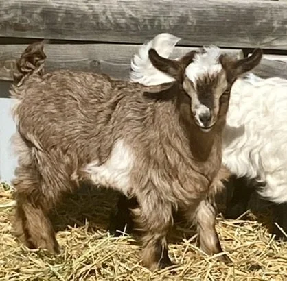 Maggi Magee (3).JPEG