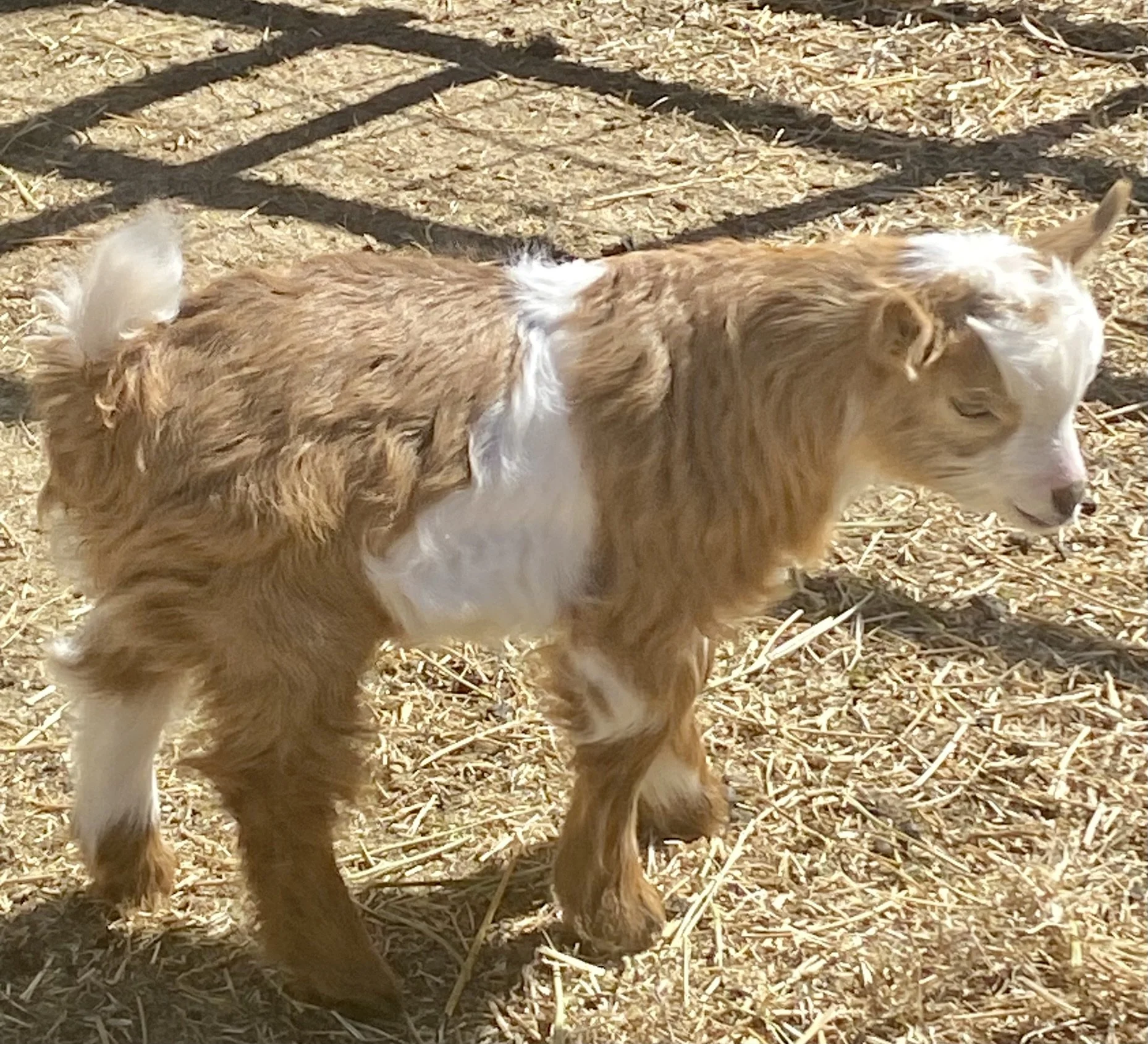 Thunder bolt (3).JPEG