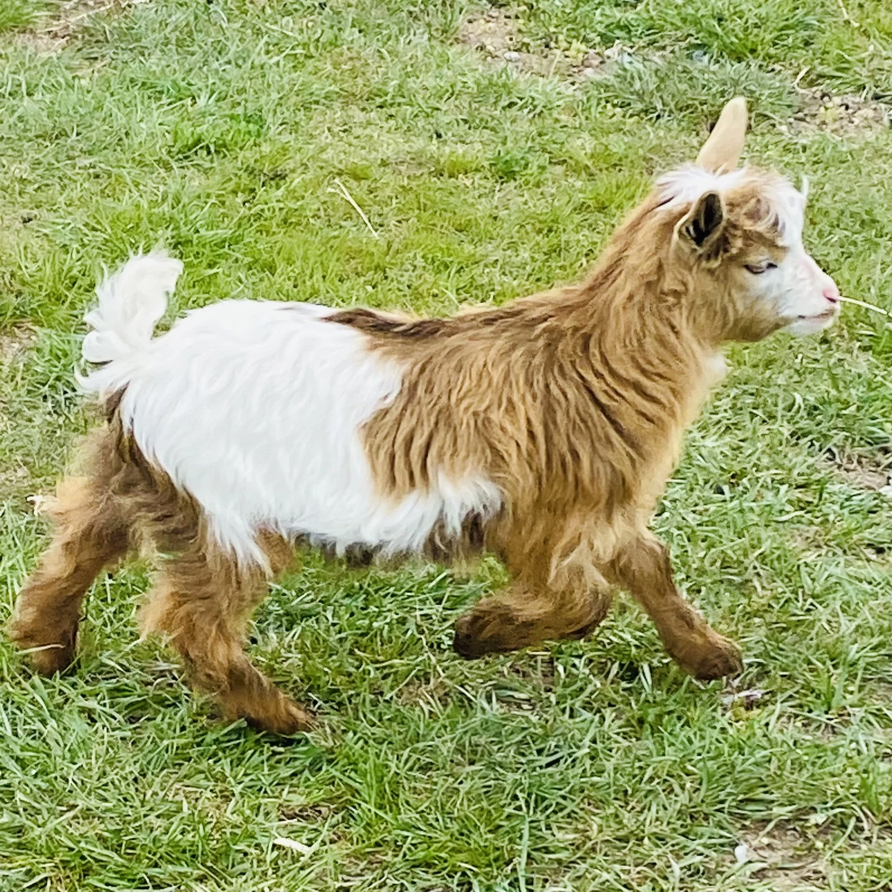timmie (2).JPEG