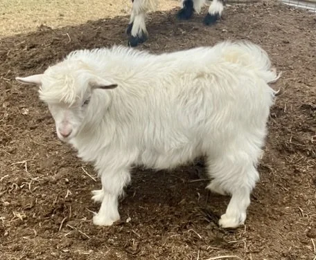 Elliot (2).JPEG