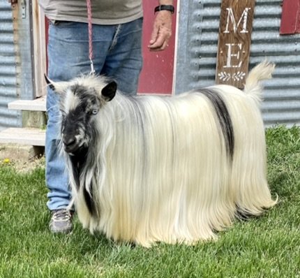 10 Most Popular Goat Breeds With Long Hair