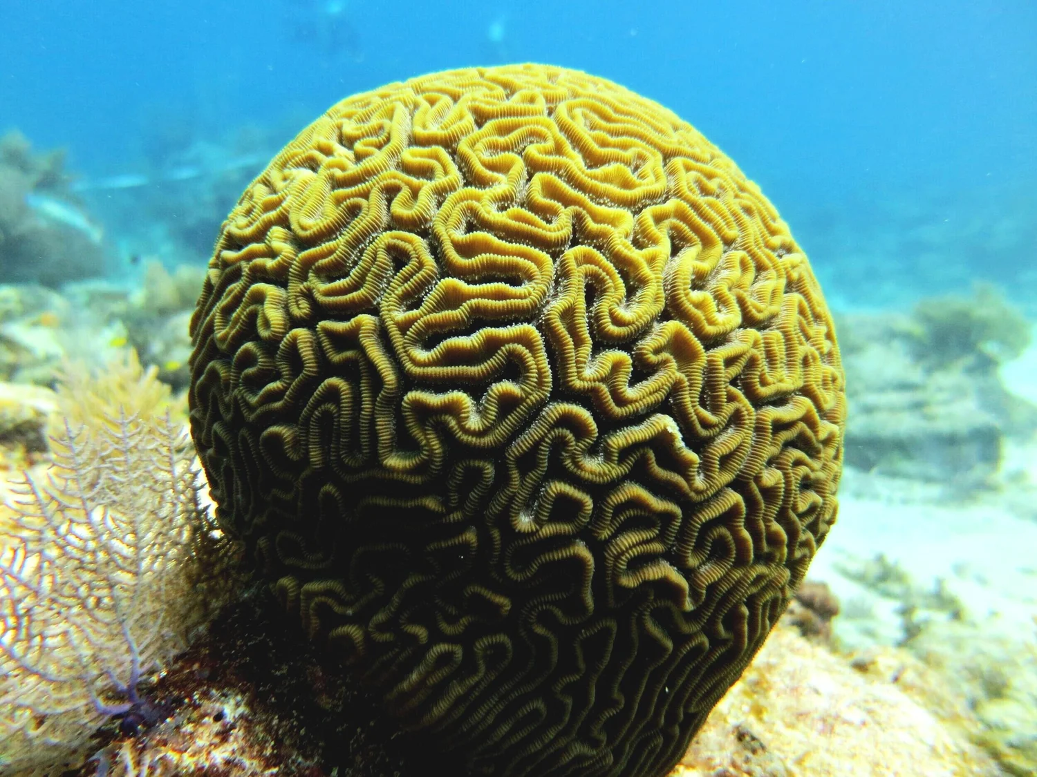 Virtual Reefs Virtual Field Trips — MarineLab