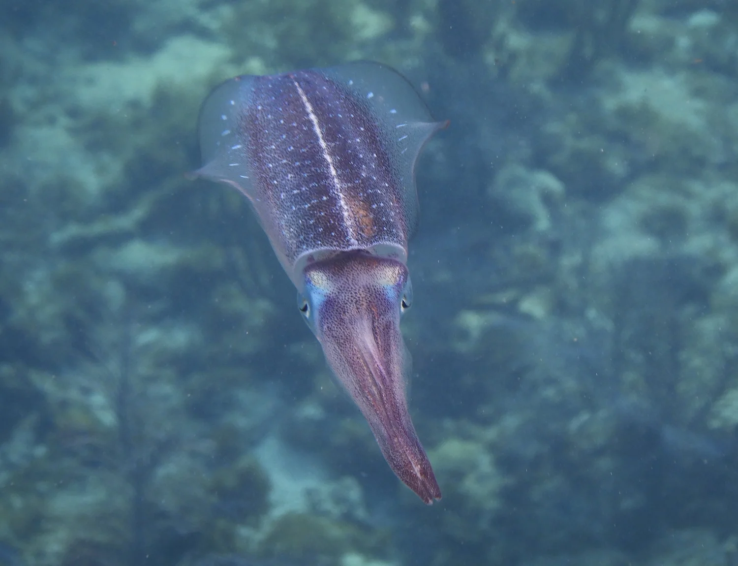 You’ve Heard of Elf on the Shelf, But Have You Heard Of… — MarineLab