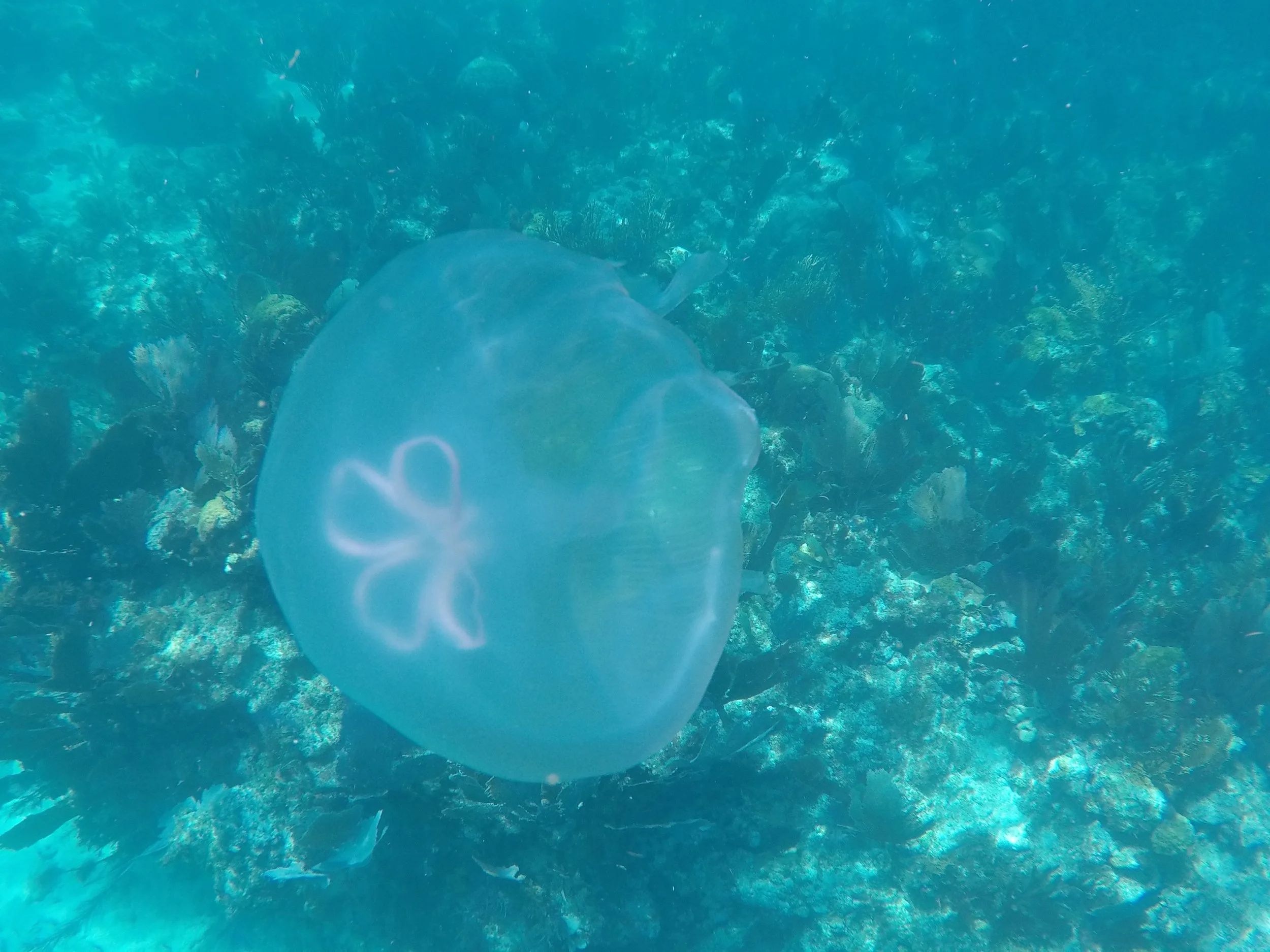 The Phases of the Moon Jelly — MarineLab