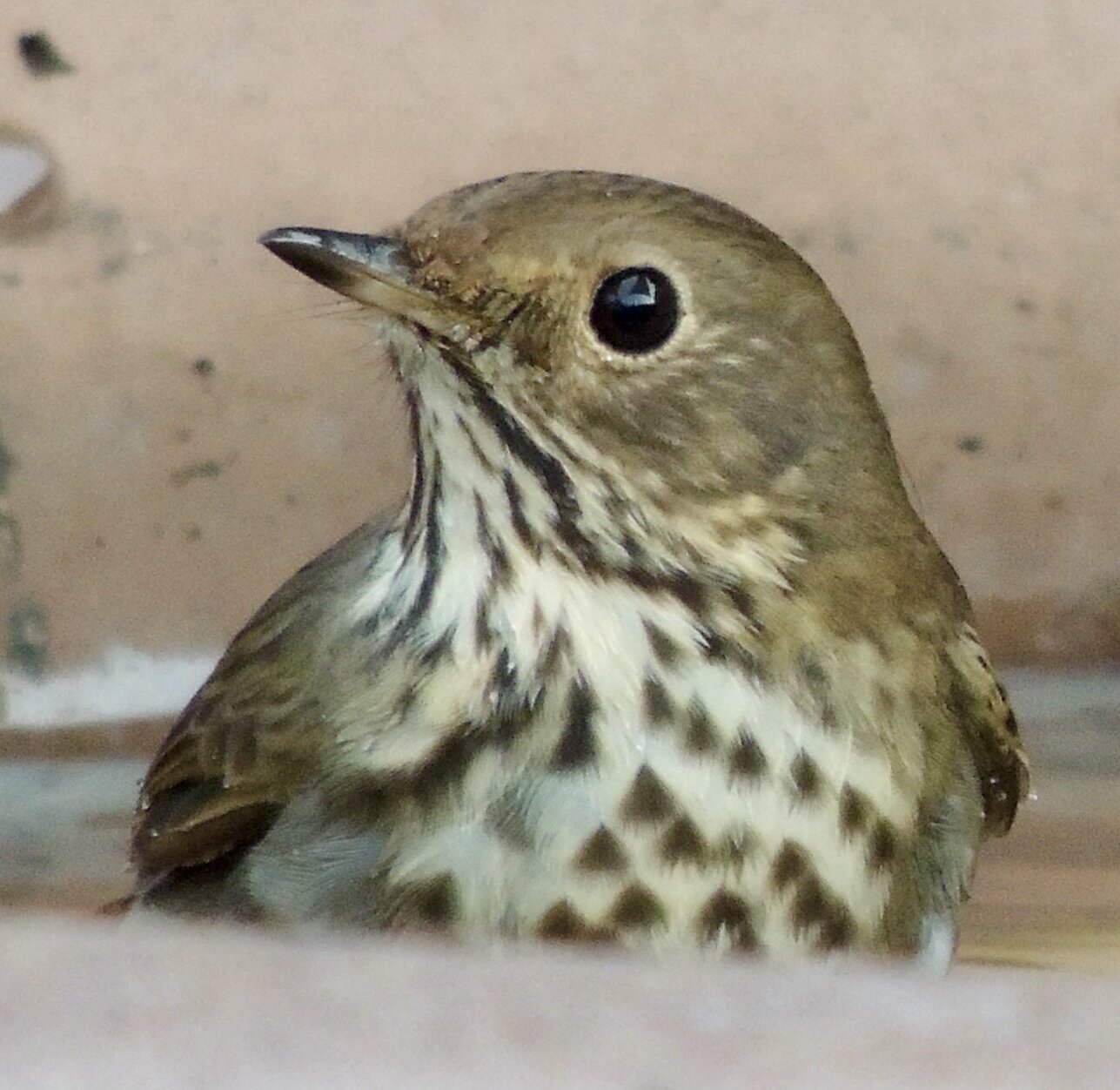 Hermit Thrush