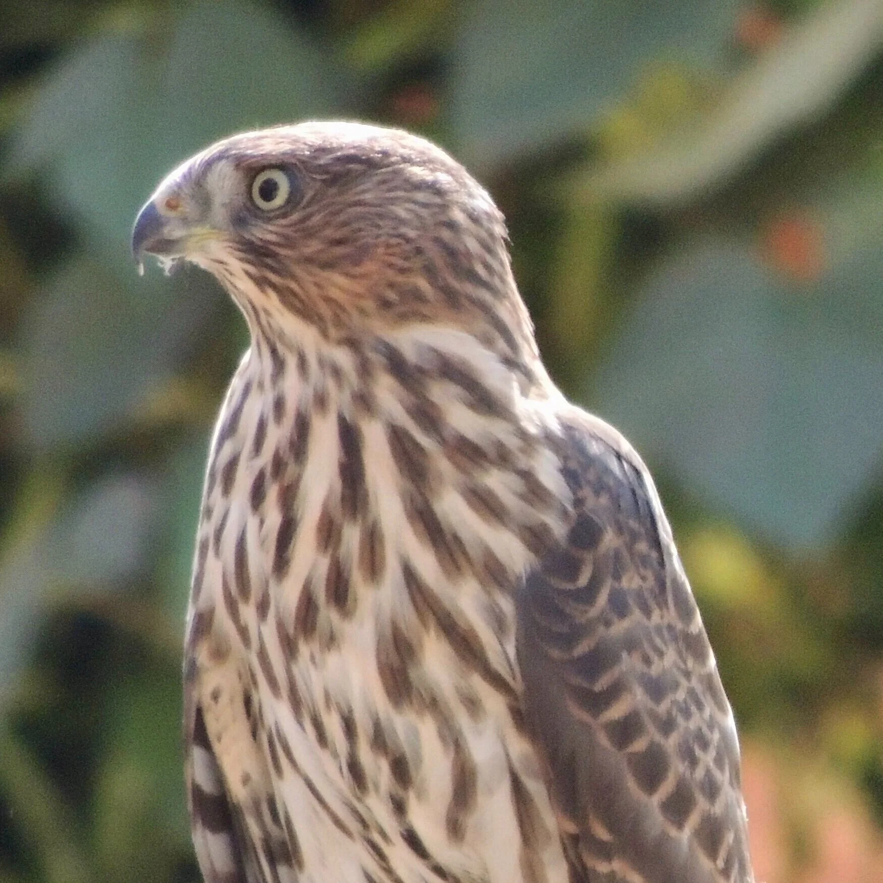 Cooper's hawk