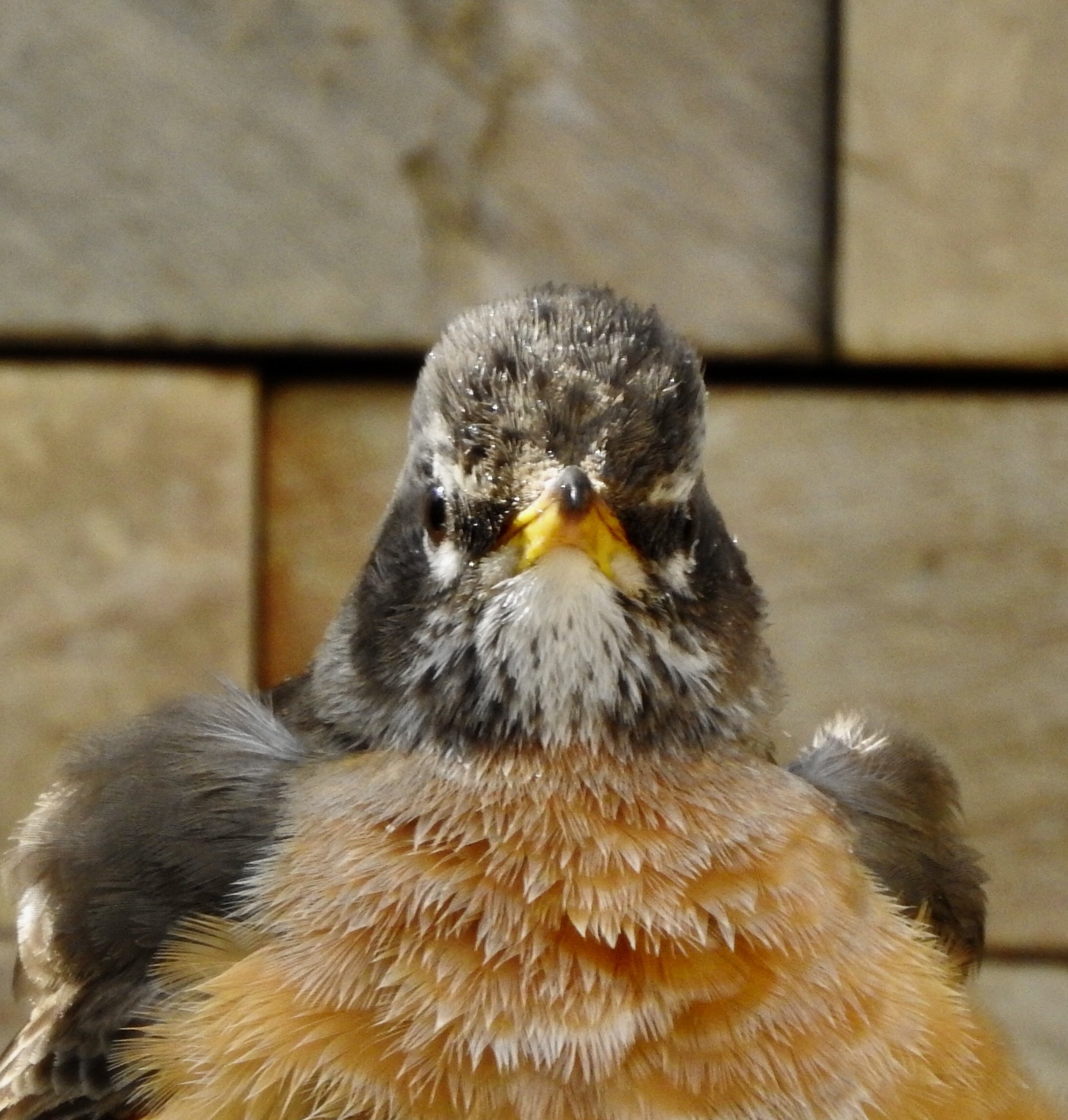 American Robin