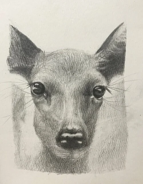 Deer Pencil Sketch Art.jpg