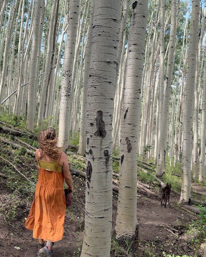 We have been camping near this gorgeous aspen grove for years. This land has been calling to us with its magic, and peace, wildness, fruiting trees, and inspiring people that live off the land and in community with one another. And now&hellip; we liv