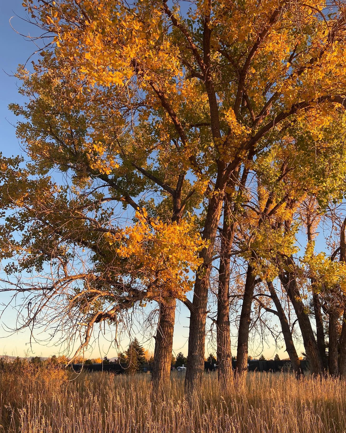 FELL THE GROVES

altars were assembled in sacred groves
where none dare fell a tree
ancient pagan temples erected
on hilltops under starlit skies
near sacred springs and holy meadows
closest to God and Goddess
sun and moon and stars
until the 