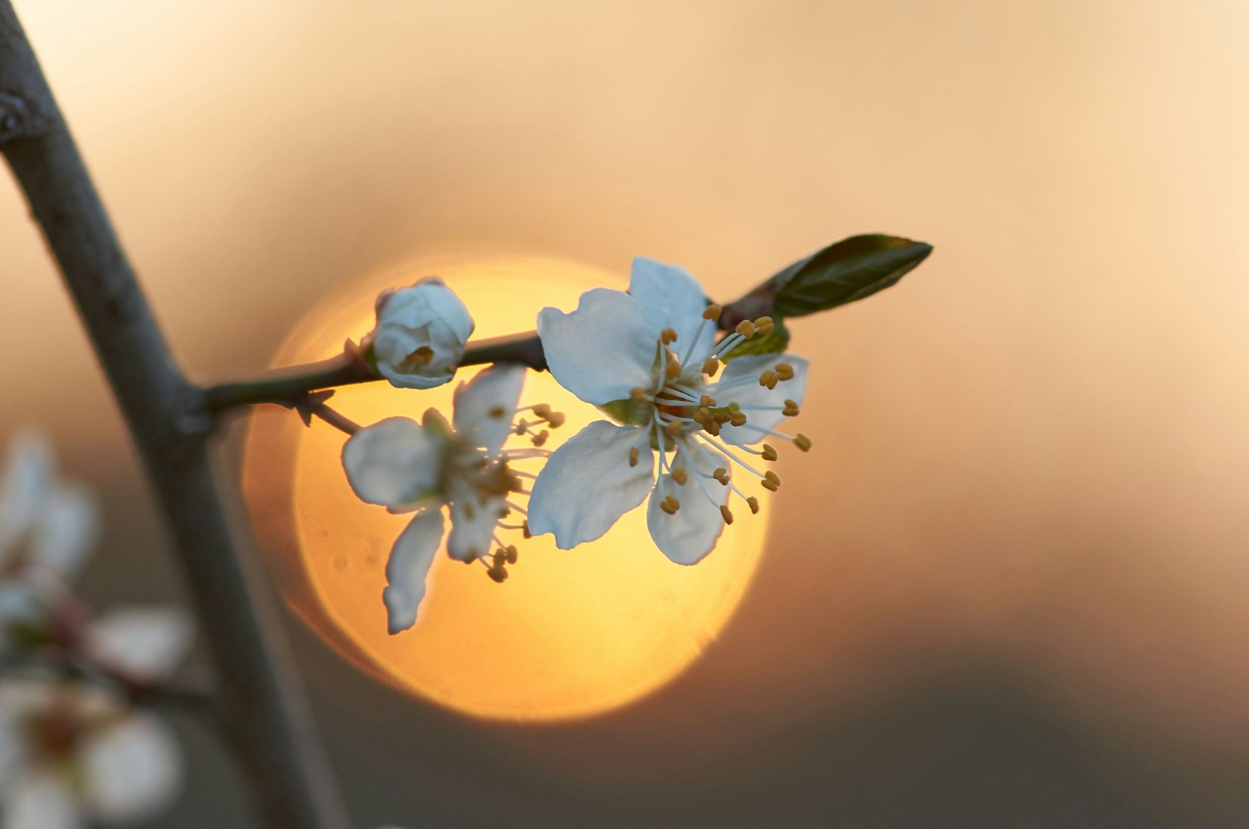 ruth ratliff sound voice healing