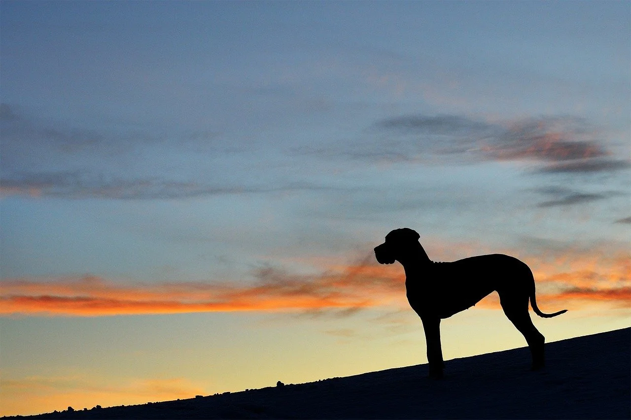 Silhouette of a dog standing on a hill at sunset with colorful sky in the background.