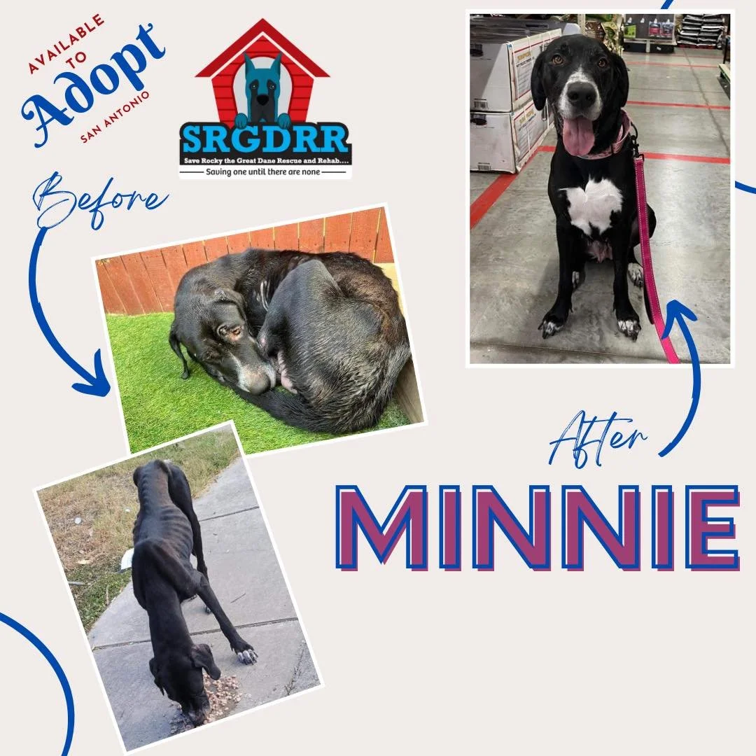 Save Rocky The Great Dane Rescue
