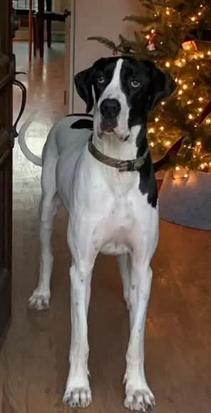 YOKI