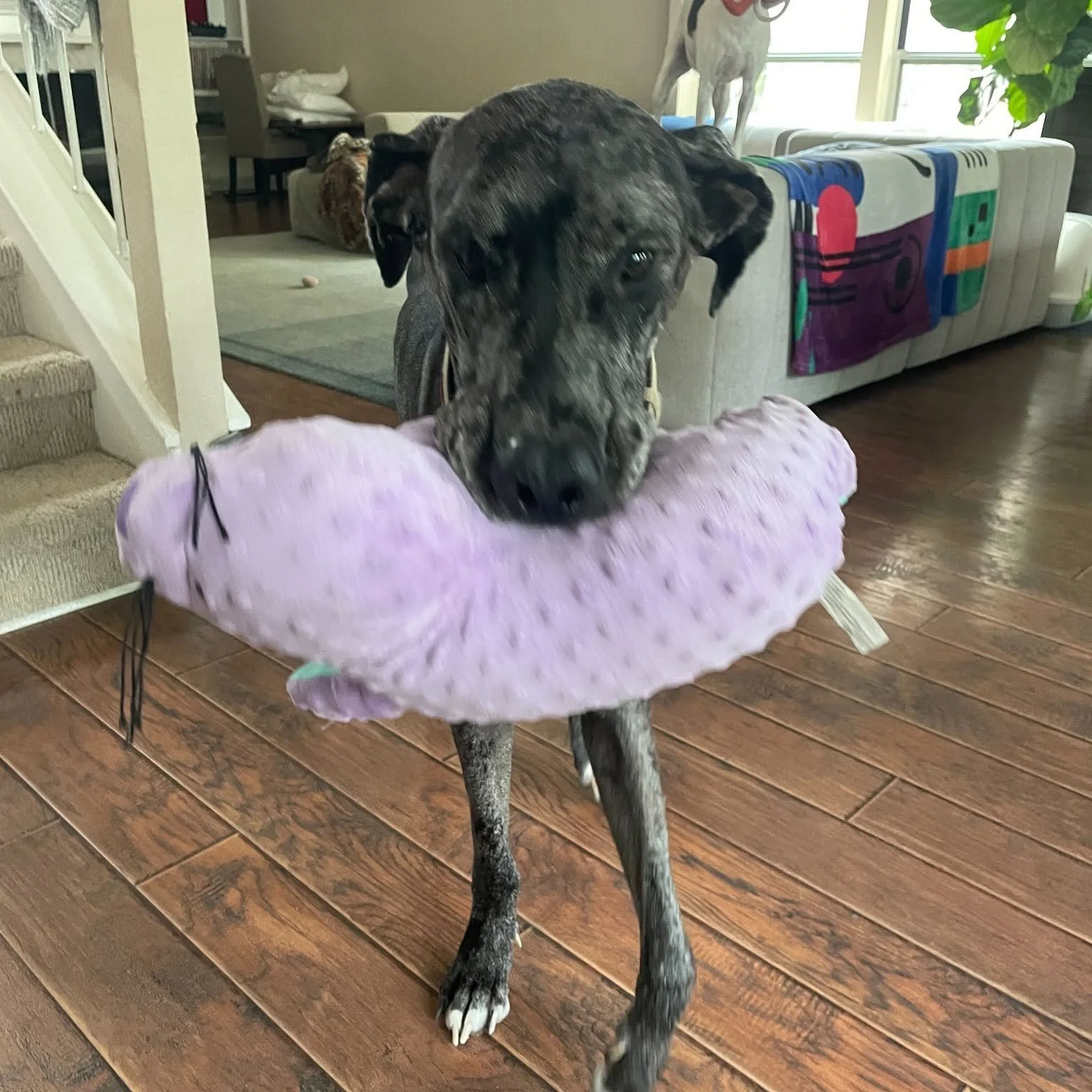 682896392_1423077606527395_4338458434014931299_n.jpg