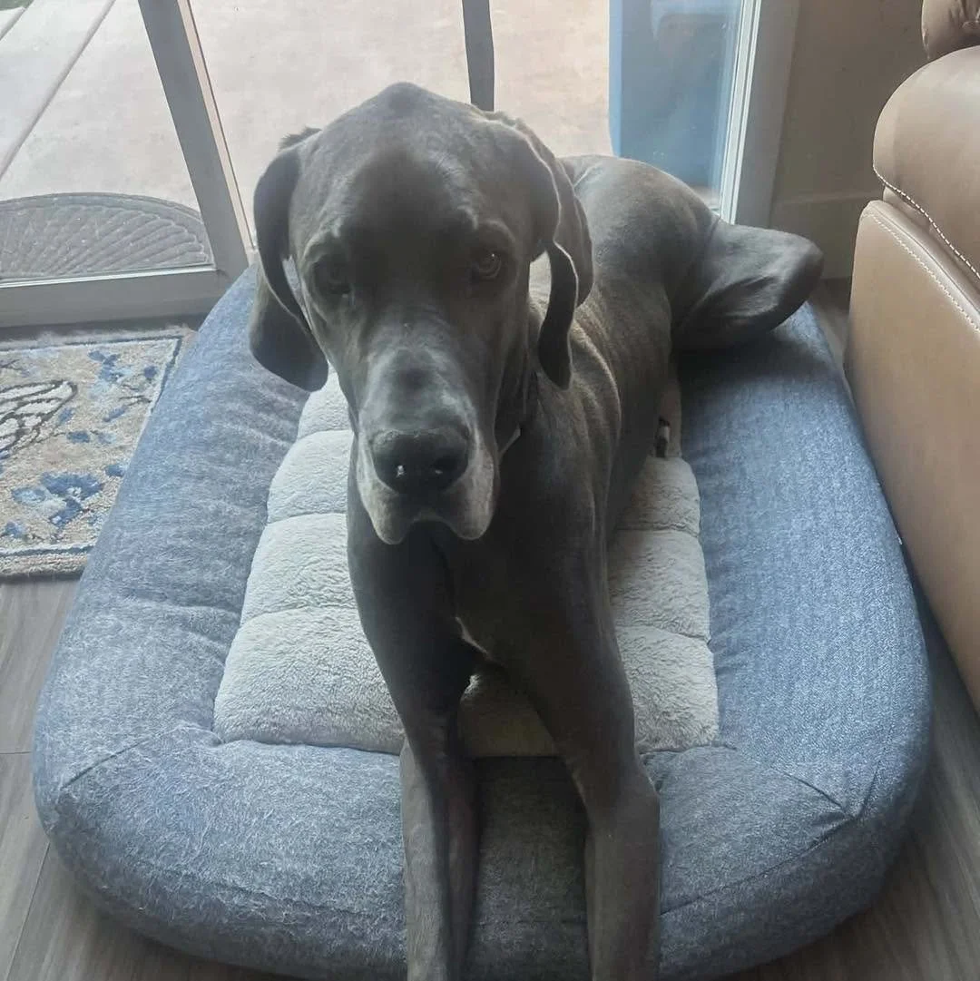 GUS
