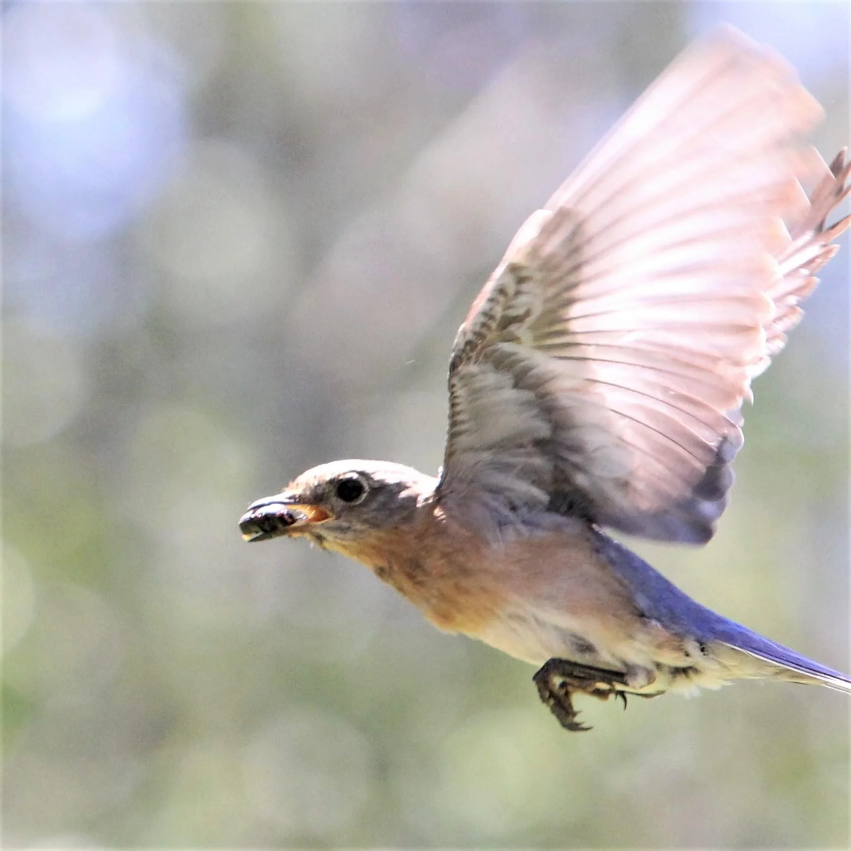 Wings