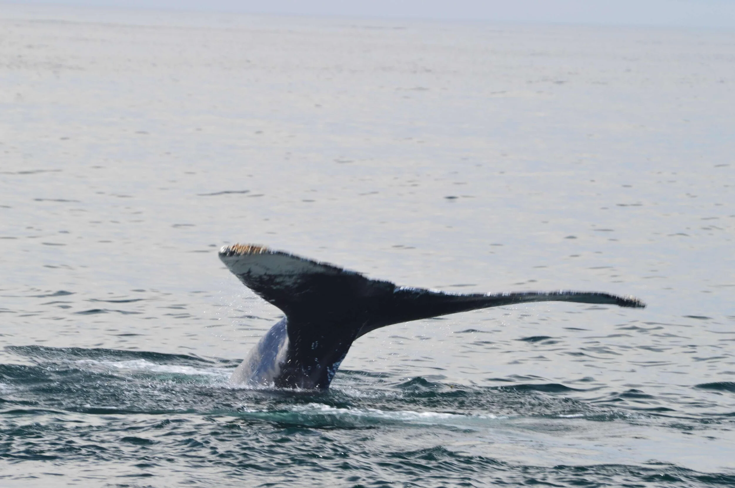 Wonderful Whales 